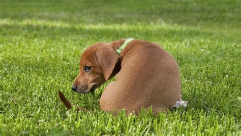 mange du caca|Pourquoi mon chien mange son caca